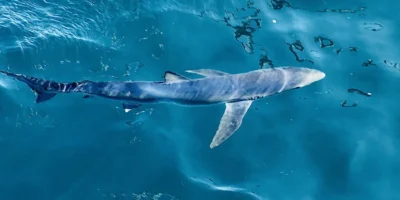 Tubarão-azul perto da superfície Tubarão-azul Prionace glauca perto da superfície