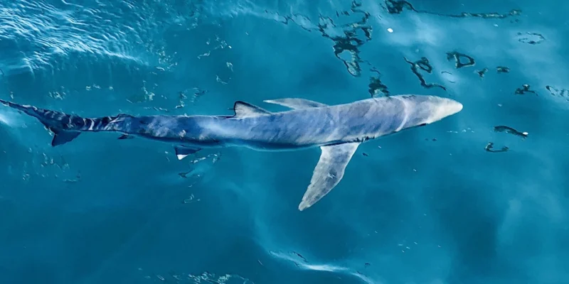 Tubarão-azul Prionace glauca perto da superfície