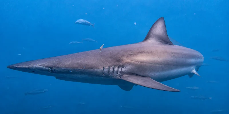 Tubarão-baleeiro-bronze Carcharhinus brachyurus nadando em água azul