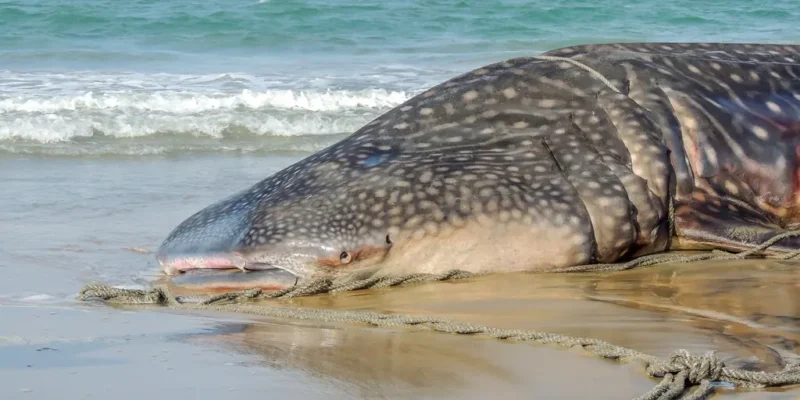 Tubarão-baleia encalhado numa praia