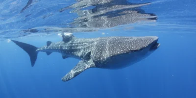 Tubarão-baleia perto da superfície ao largo de Isla Mujeres