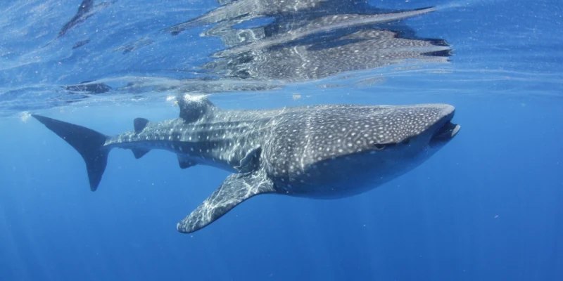 Tubarão-baleia perto da superfície ao largo de Isla Mujeres