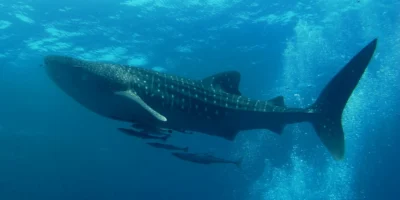 Tubarão-baleia nadando com peixes acompanhantes nas águas azuis do mar de Andamão