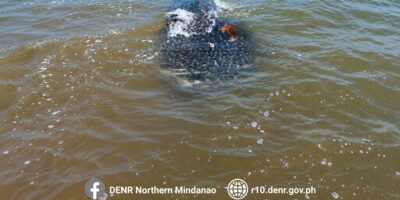 Tubarão-baleia morto (Rhincodon typus) em águas costeiras pouco profundas ao largo de Bolisong