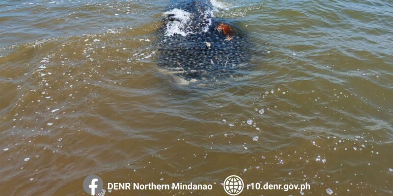 Tubarão-baleia morto (Rhincodon typus) em águas costeiras pouco profundas ao largo de Bolisong