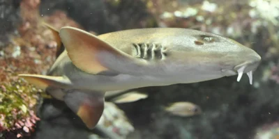 Tubarão-bambu-cinzento Chiloscyllium griseum no Oceanopolis
