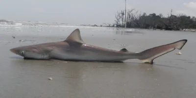 tubarão-bico-fino-do-Atlântico está localizado em Hunting Island Beach, na Carolina do Sul