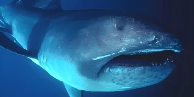 Tubarão-boca-grande Megachasma pelagios em mar aberto