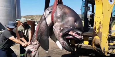 Tubarão-boca-grande de St Helena Bay transportado por uma escavadora