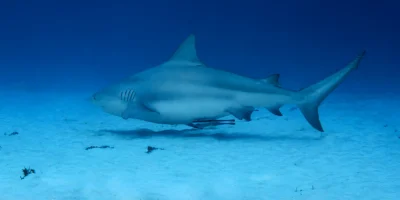Tubarão-cabeça-chata Carcharhinus leucas nadando sobre a areia em Playa del Carmen