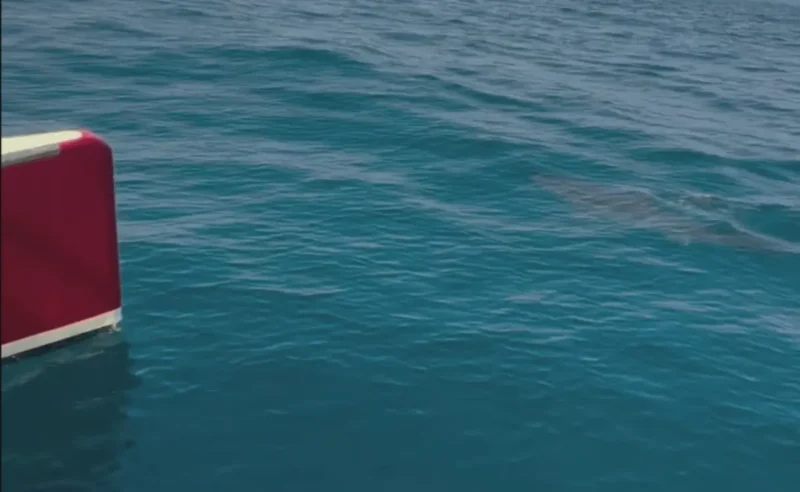 Tubarão junto a um catamarã ao largo da costa atlântica de Portugal