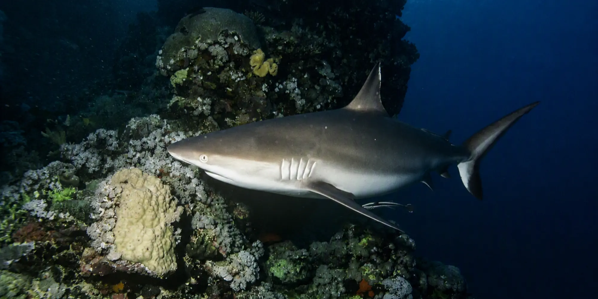 Tubarão-cinzento-dos-recifes Carcharhinus amblyrhynchos