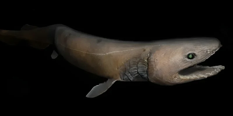 Tubarão-cobra Chlamydoselachus anguineus