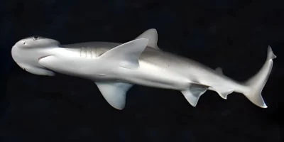 Tubarão-de-pala Sphyrna tiburo sobre fundo preto