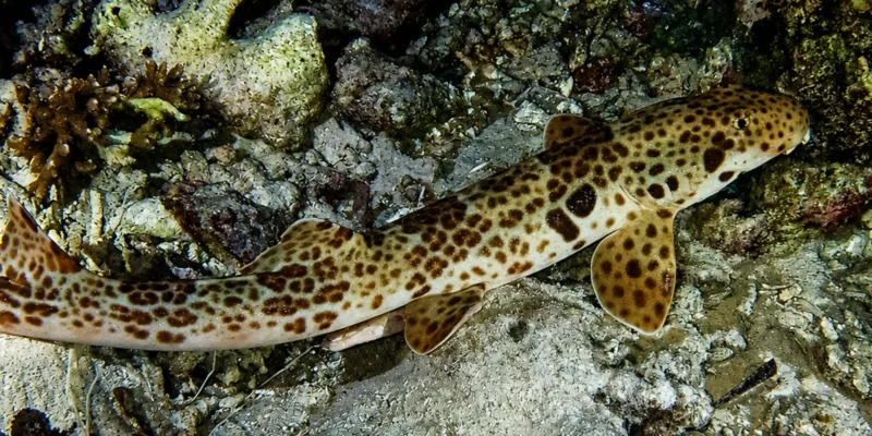 Tubarão-epaulette de Raja Ampat Hemiscyllium freycineti sobre fundo rochoso