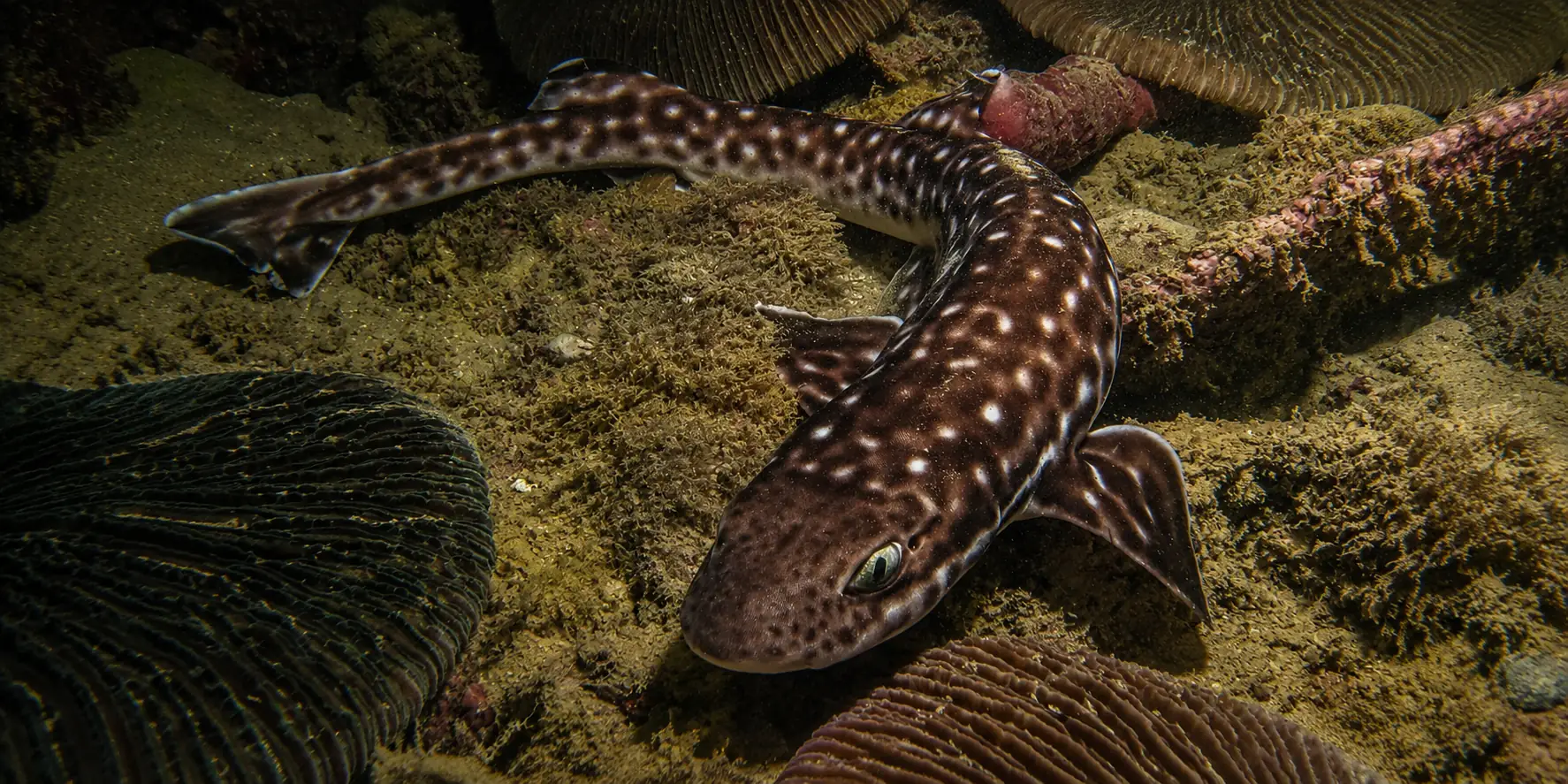 Tubarão-gato-coral Atelomycterus marmoratus entre corais