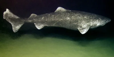 Tubarão-da-Gronelândia (Somniosus microcephalus) em águas profundas
