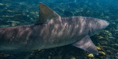 Um tubarão-limão nada em águas pouco profundas de Cabo Verde