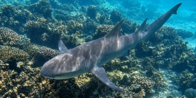 Tubarão-limão-de-barbatana-falcada Negaprion acutidens nadando sobre um recife