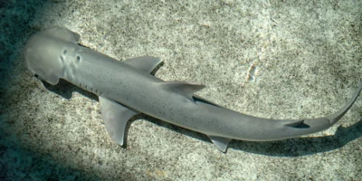 Tubarão-martelo-de-pá do Pacífico (Sphyrna vespertina)