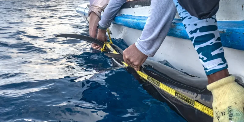 Tubarão-martelo-liso Sphyrna zygaena medido pelo Greenpeace junto a um bote inflável