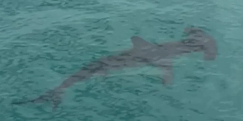 Tubarão-martelo a nadar em águas rasas junto ao Malibu Pier