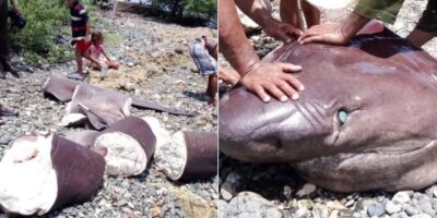 Tubarão desmembrado numa praia cubana ao lado de um primeiro plano da cabeça