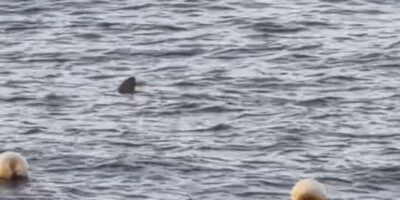 Barbatana dorsal de um tubarão à superfície ao largo de Radazul