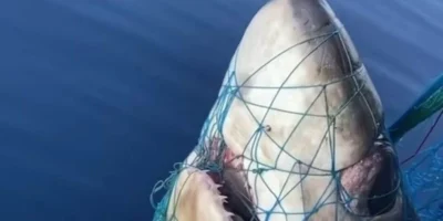 Cabeça de um tubarão-raposa-de-olhos-grandes (Alopias superciliosus) numa rede de pesca