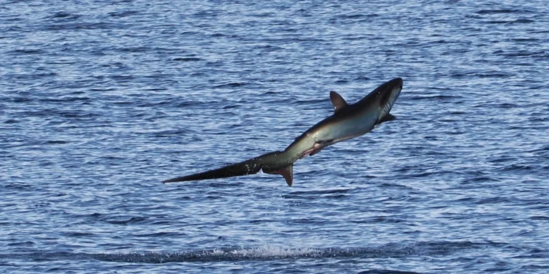 Tubarão-raposa-pelágico Alopias pelagicus saltando fora da água