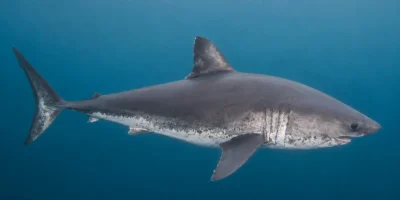 Tubarão-salmão Lamna ditropis nadando em água azul