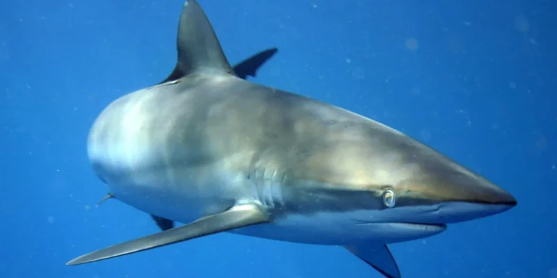 Tubarão-seda Carcharhinus falciformis ao largo de Cuba
