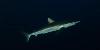 Tubarão-seda Carcharhinus falciformis sobre fundo preto