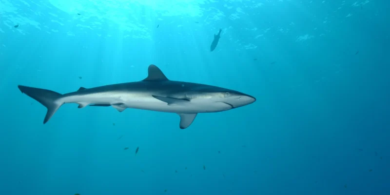 Tubarão-seda sob um dispositivo de concentração de peixes à deriva ao largo das Seicheles