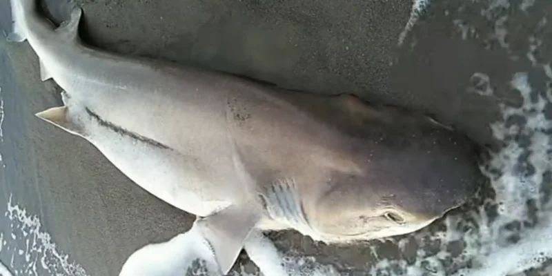 Tubarão-de-seis-guelras na praia de Follonica