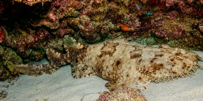 Tubarão-tapete-barbudo Eucrossorhinus dasypogon repousando na areia sob uma rocha