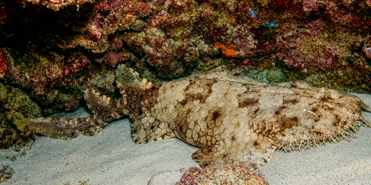 Tubarão-tapete-barbudo Eucrossorhinus dasypogon repousando na areia sob uma rocha