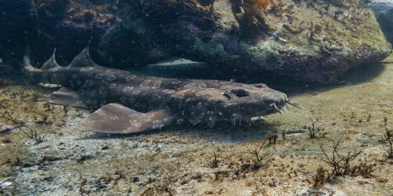 Tubarão-tapete-malhado Orectolobus maculatus