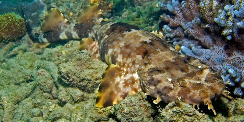 Tubarão-tapete-ornado Orectolobus ornatus repousando na Grande Barreira de Coral