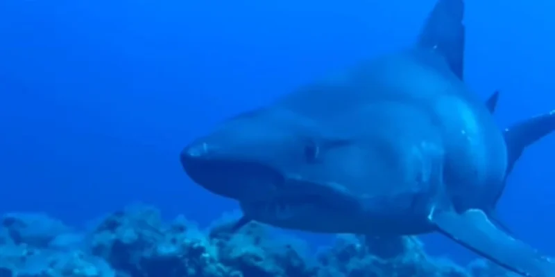 Tubarão-tigre-de-dentes-pequenos fêmea de quatro metros em El Hierro