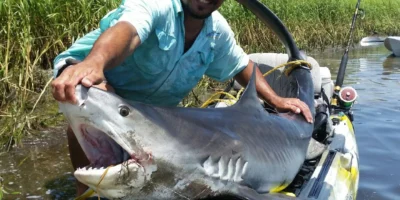 Tubarão-tigre com pescador em caiaque
