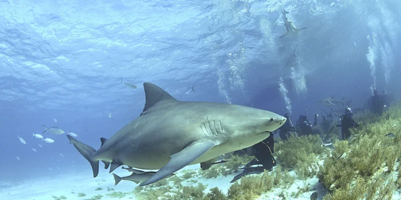Tubarão-touro (Carcharhinus leucas) sobre o fundo marinho nas Bahamas