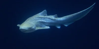 Tubarão-zebra Stegostoma tigrinum