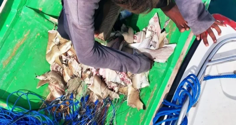 Tubarões cortados em um barco de pesca