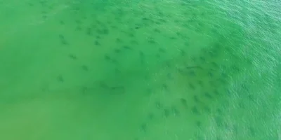 Vista aérea de uma grande concentração de tubarões em águas verdes ao largo de Masonboro Island