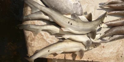 Tubarões desembarcados no mercado de peixe de Kakinada, Índia