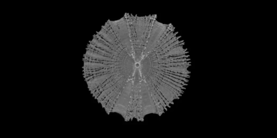 Micro-CT de uma única vértebra de tubarão-raposa-comum