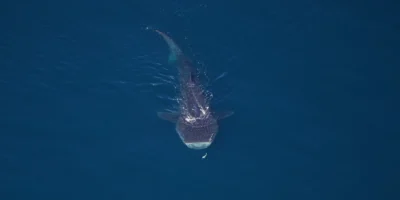 Vista aérea de um tubarão-baleia no Monumento Nacional Marinho Northeast Canyons and Seamounts