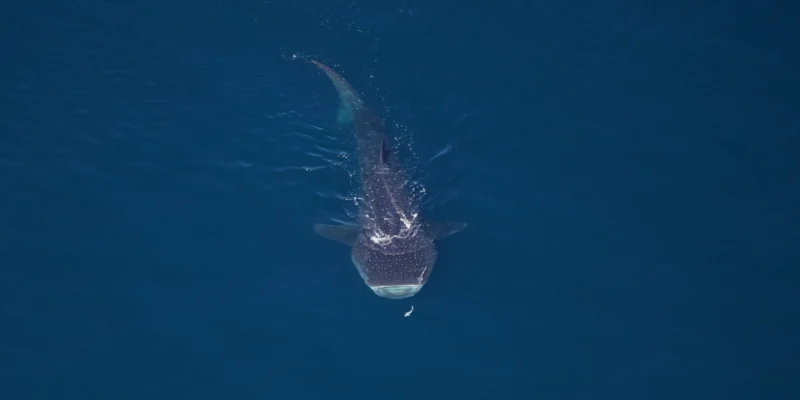 Vista aérea de um tubarão-baleia no Monumento Nacional Marinho Northeast Canyons and Seamounts