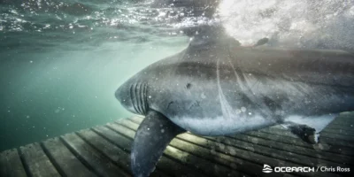 Tubarão-branco debaixo de água durante uma expedição da OCEARCH ao largo da Nova Escócia